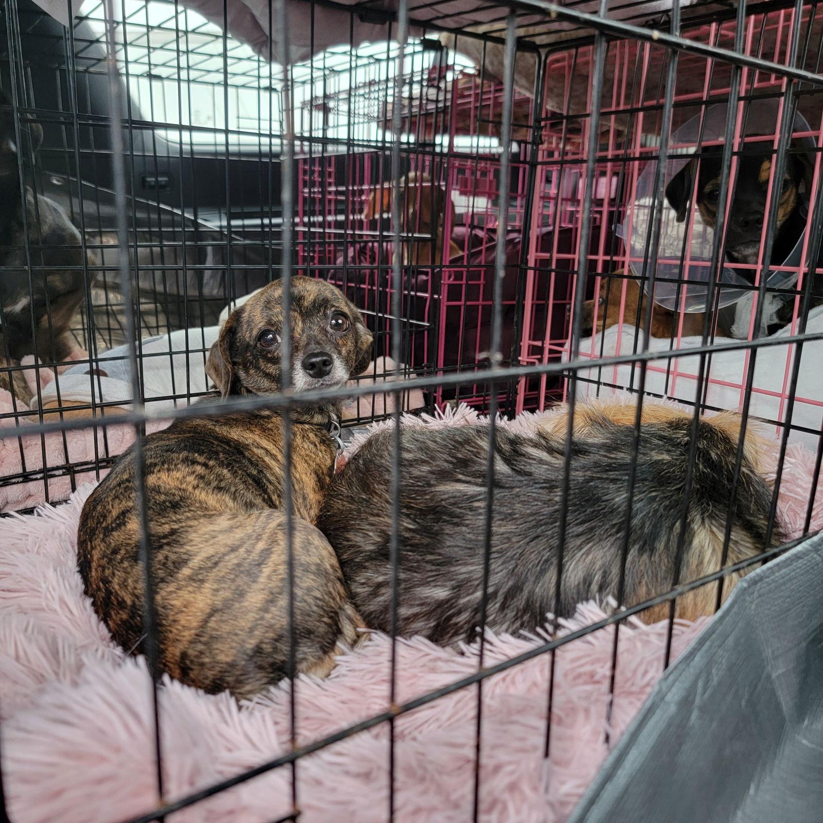 Enlarge Layla, a Adoptable mixed breed in Elizabethtown, PA image 1/3