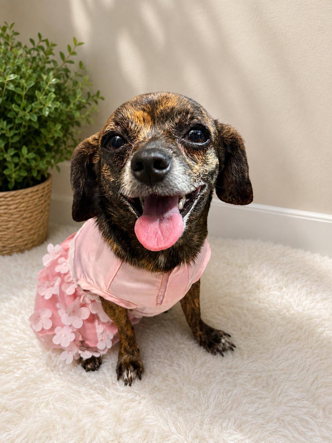 Layla, a Adoptable mixed breed in Elizabethtown, PA image 1/3