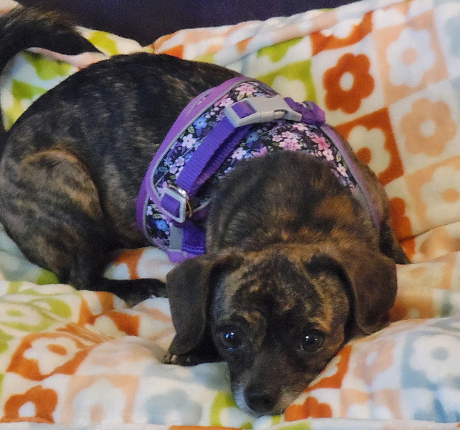 Layla, Adoptable, Young Female Pug & Miniature Pinscher.