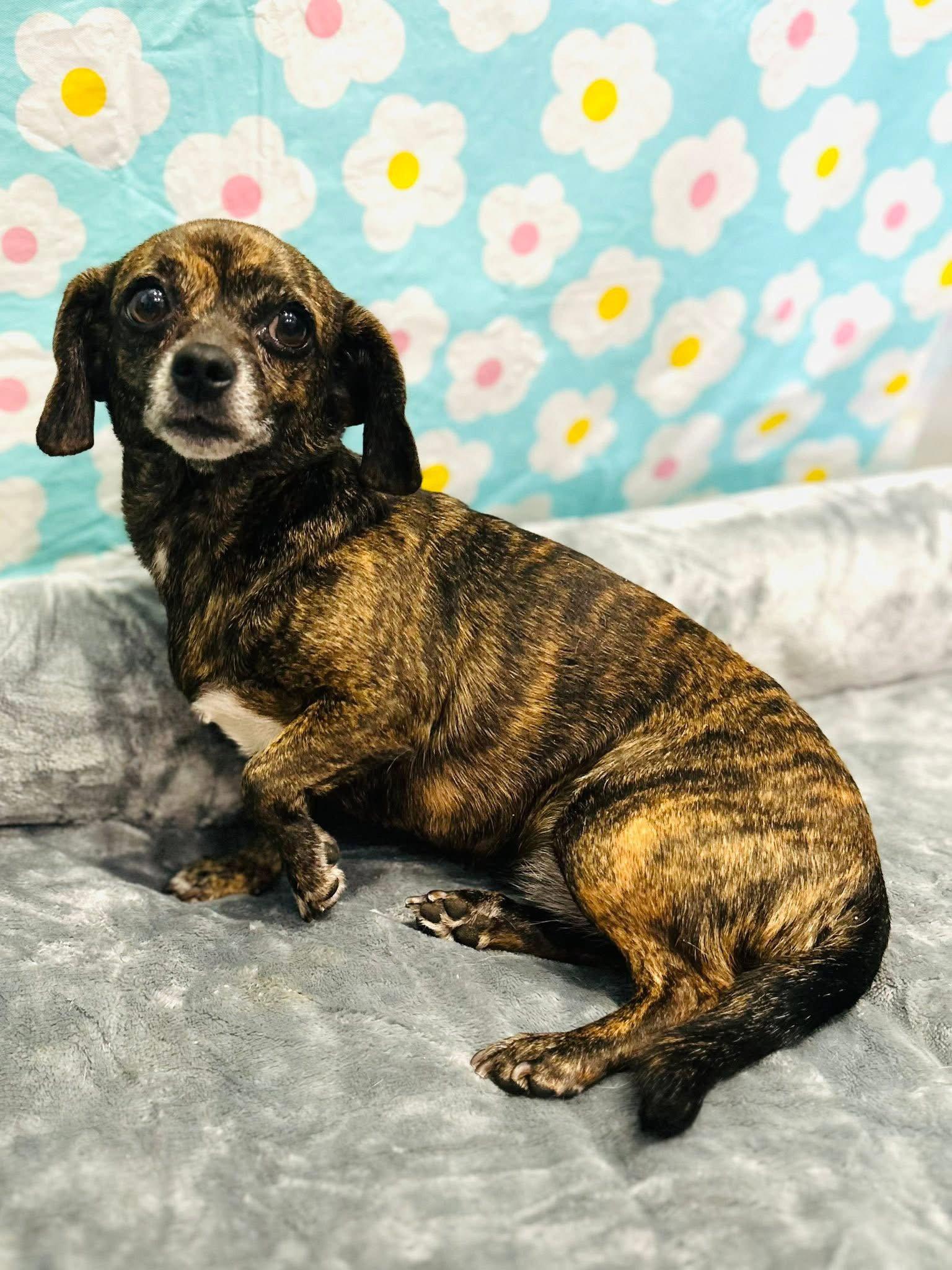 Enlarge Layla, a Adoptable mixed breed in Elizabethtown, PA image 2/3