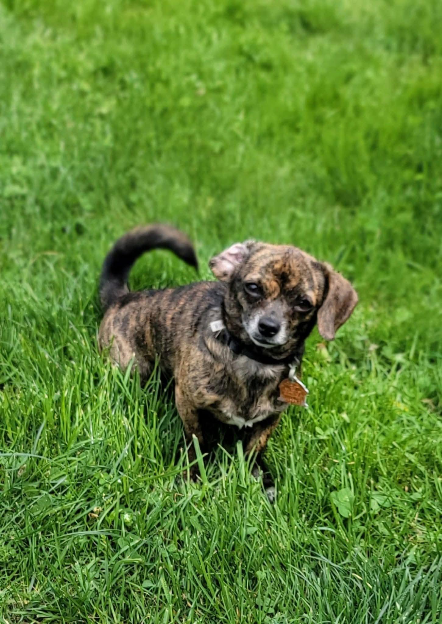 Enlarge Layla, a Adoptable mixed breed in Elizabethtown, PA image 3/3