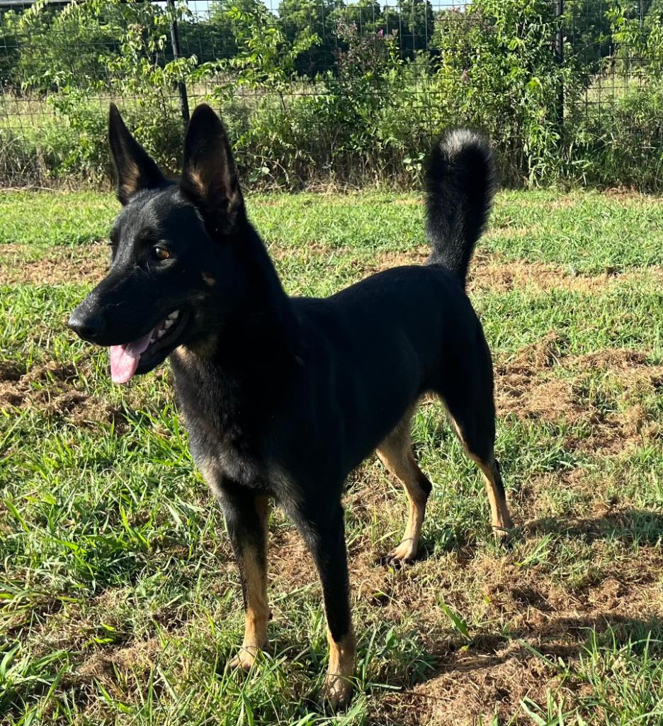 Nova, Adoptable, Young Female Belgian Shepherd / Malinois.