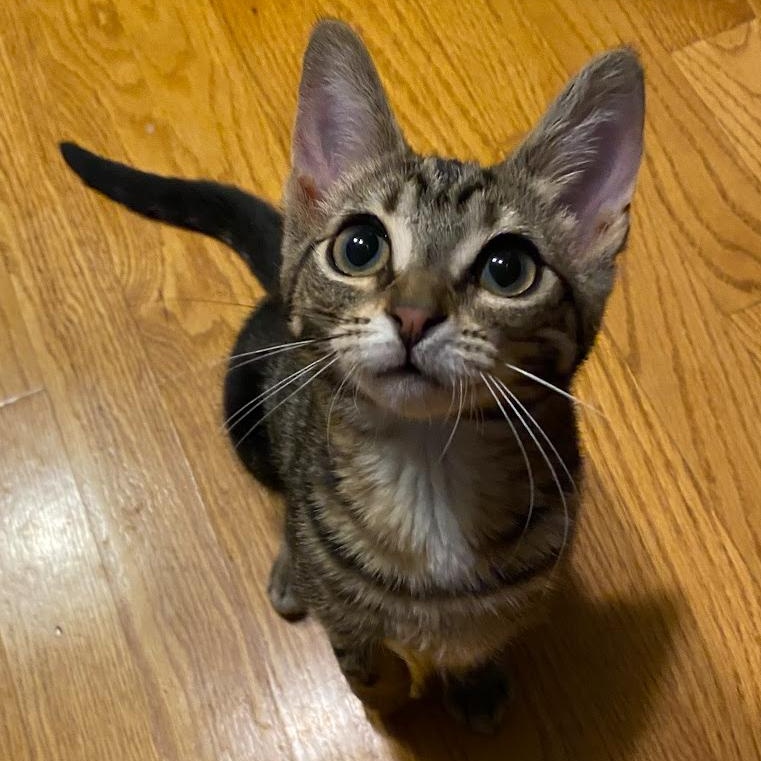 Coco