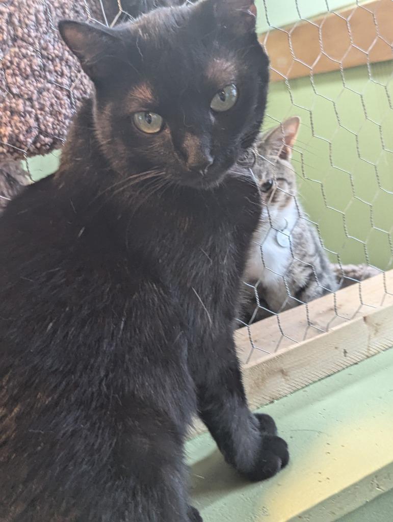 Ace, Adoptable, Young Female Domestic Short Hair.