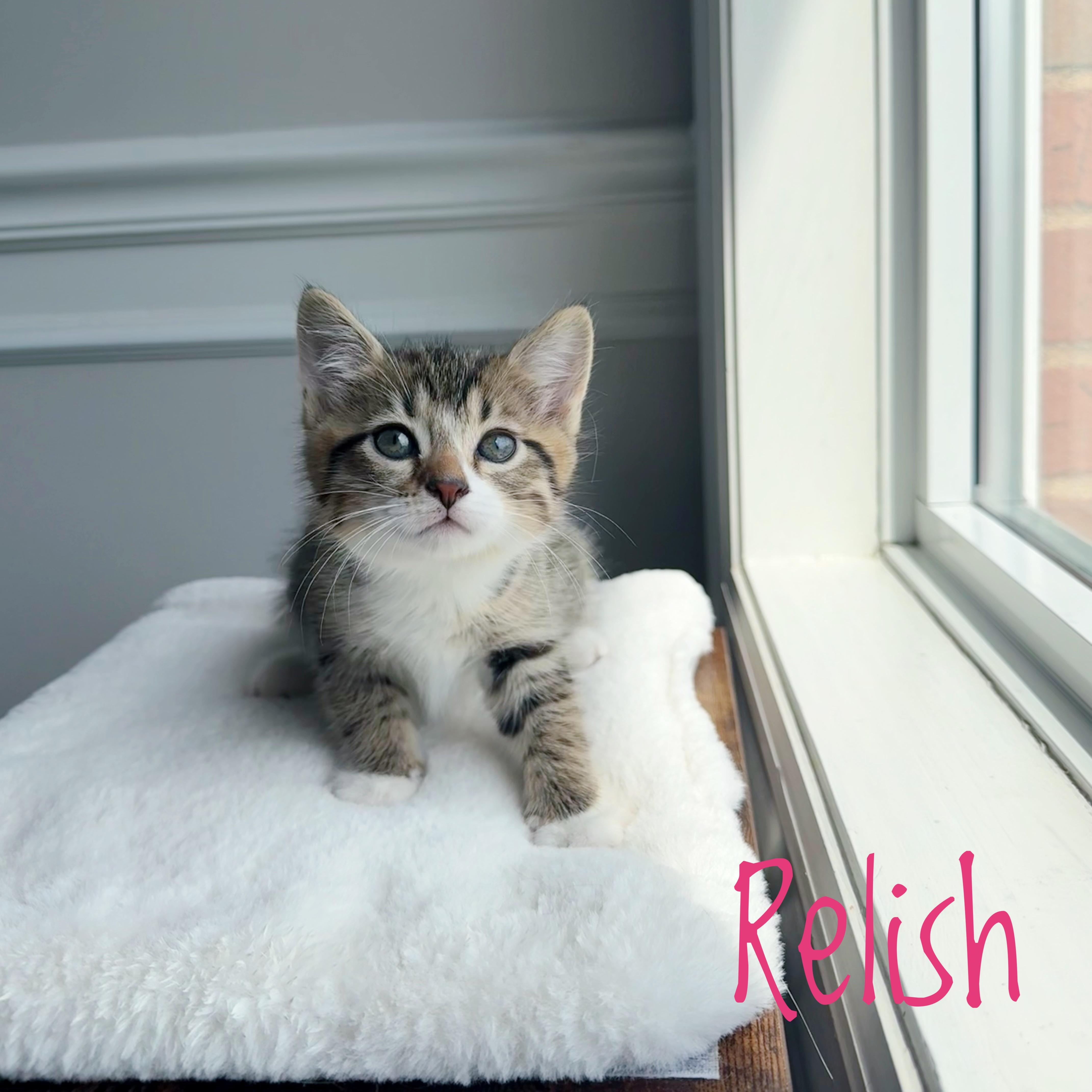 Relish , adopted, Kitten Female Domestic Short Hair.