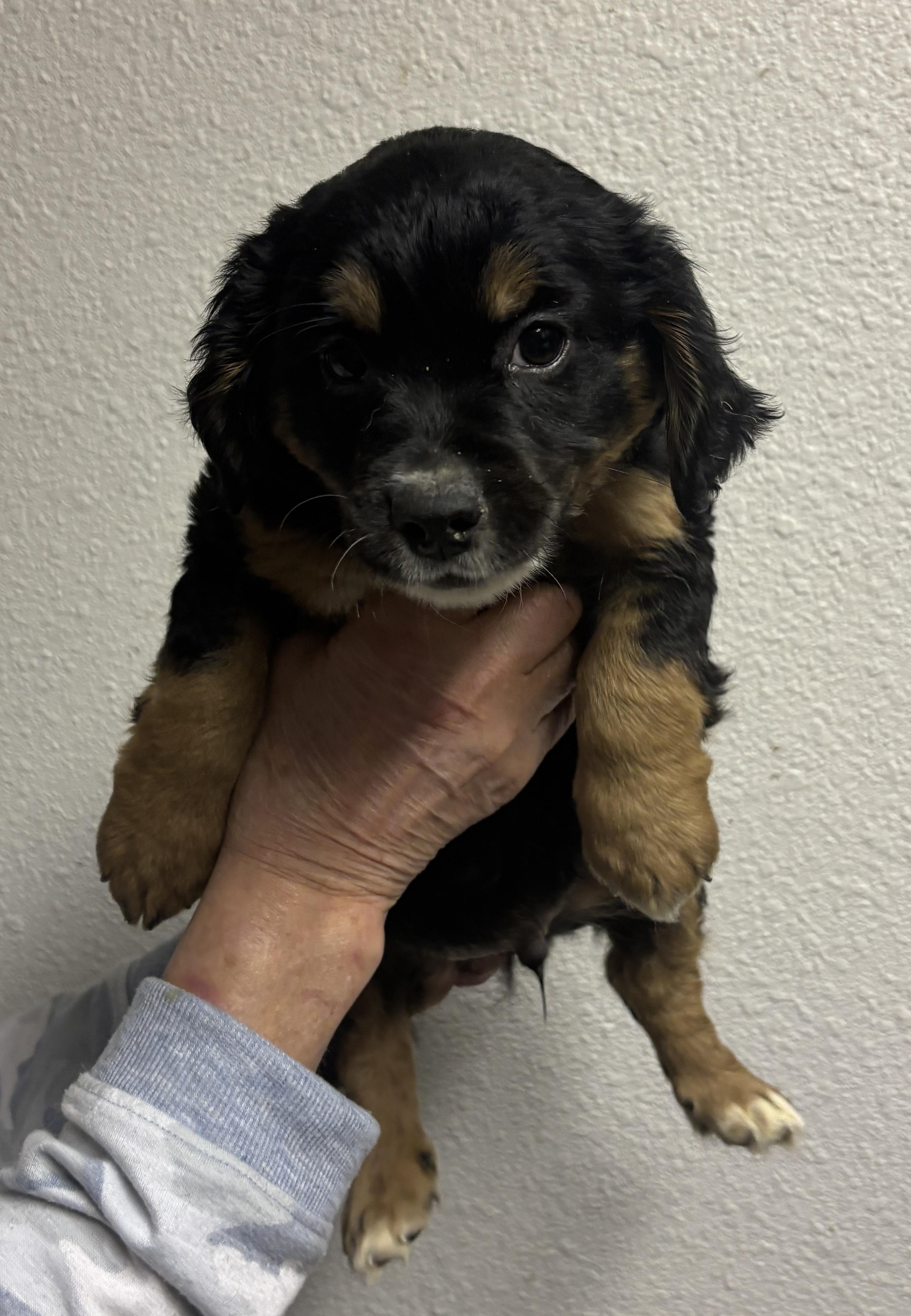 Frankie, Adoptable, Puppy Male Cocker Spaniel & Chihuahua.