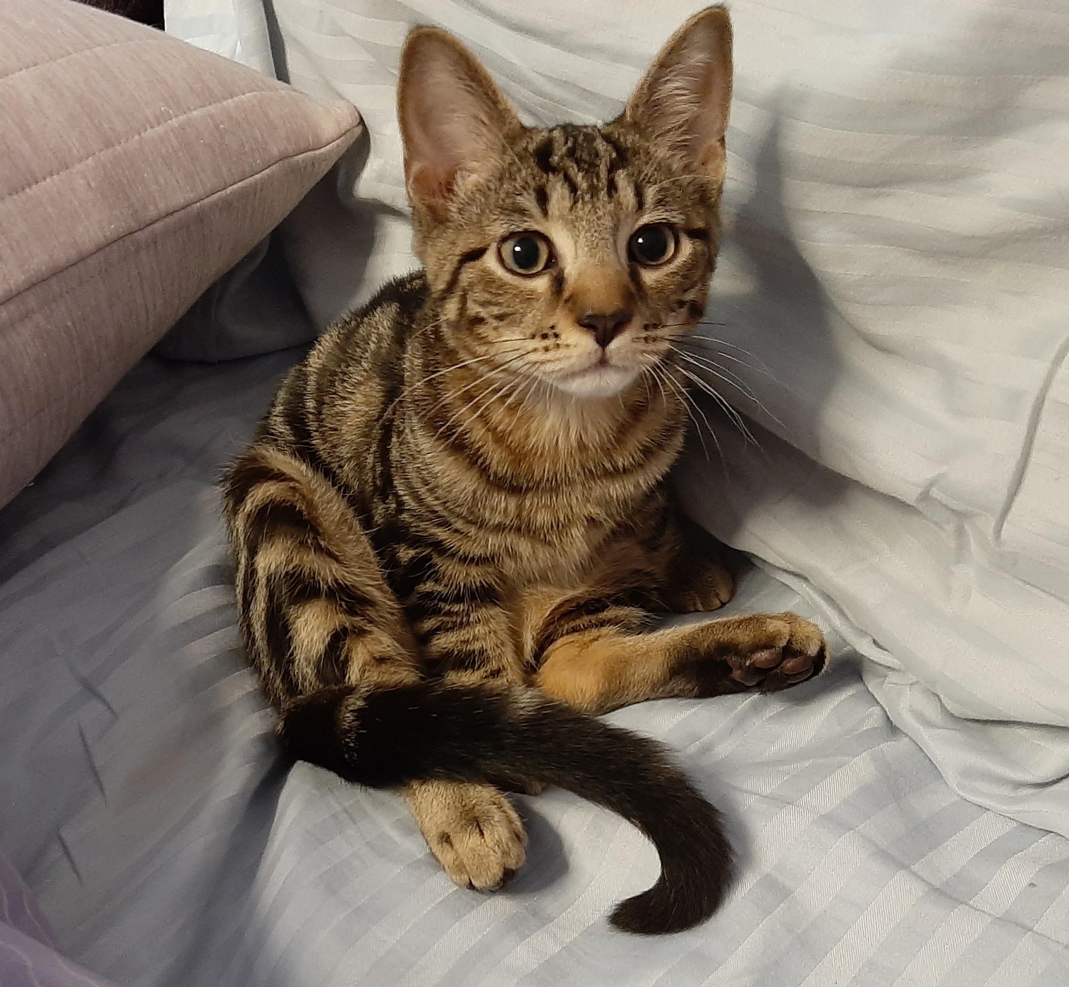 Orzo, ADOPTABLE, Kitten Male Tabby.
