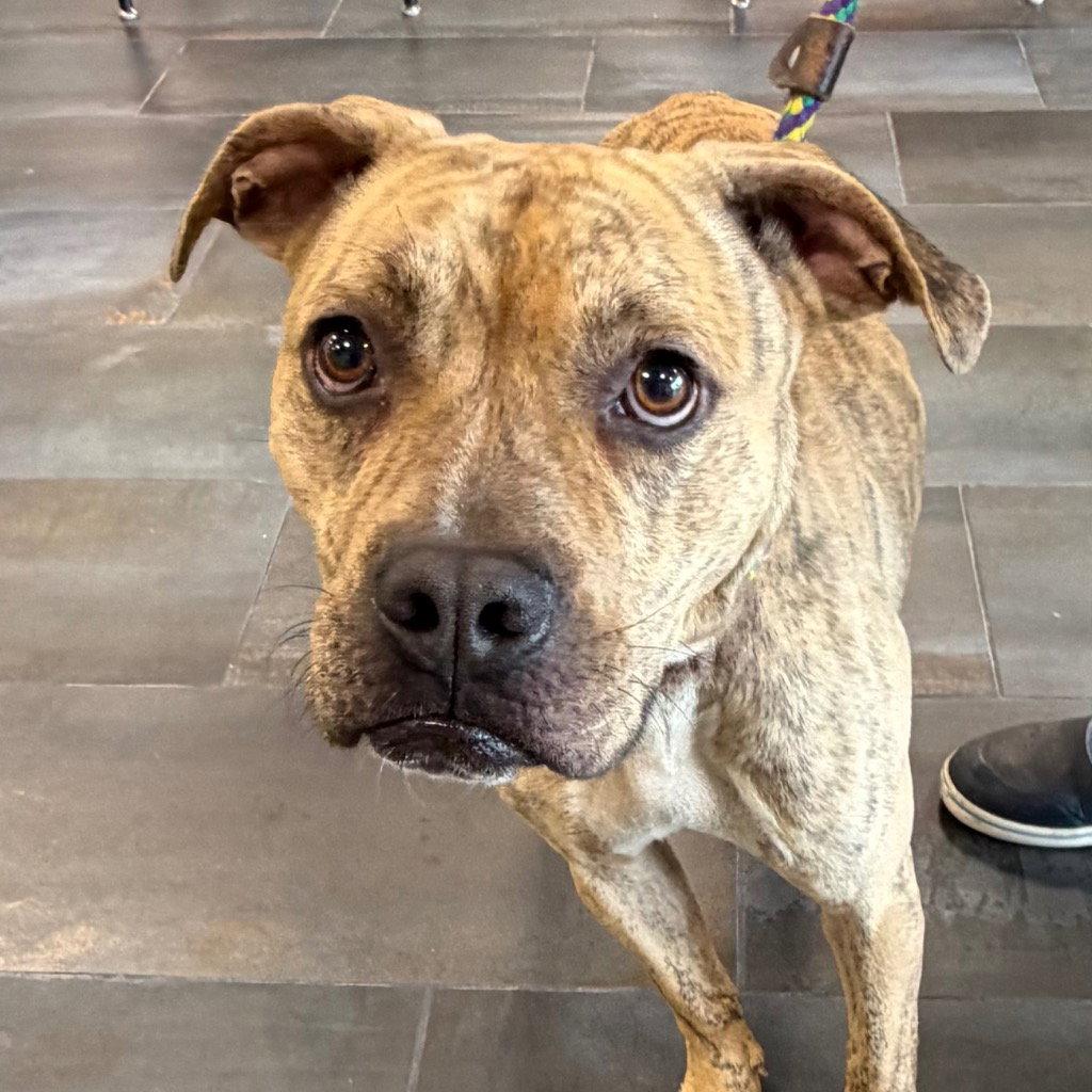 26-136 Tiger, Adoptable, Adult Male Pit Bull Terrier.