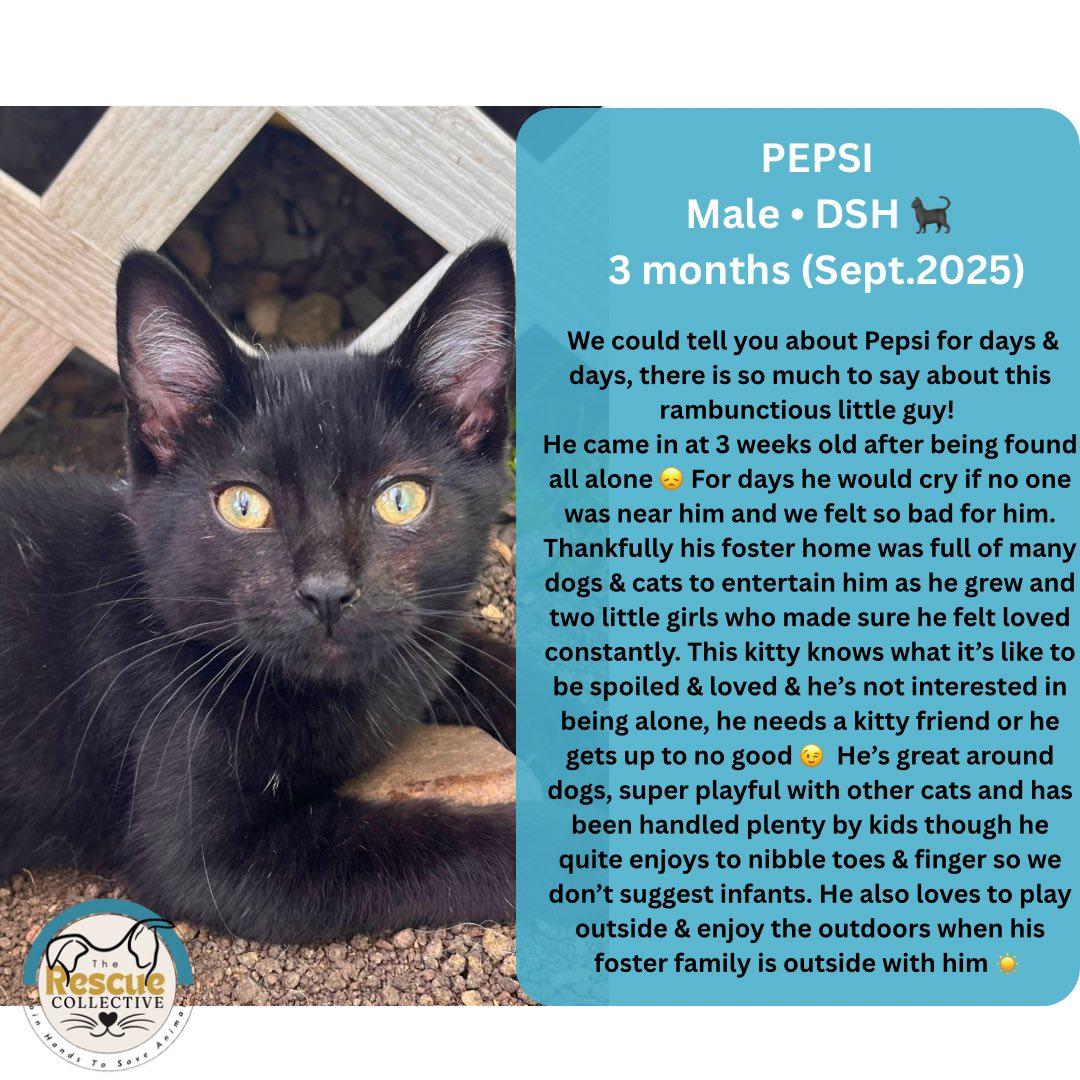 Enlarge Pepsi, a Adoptable Domestic Short Hair in Clive, AB image 1/1