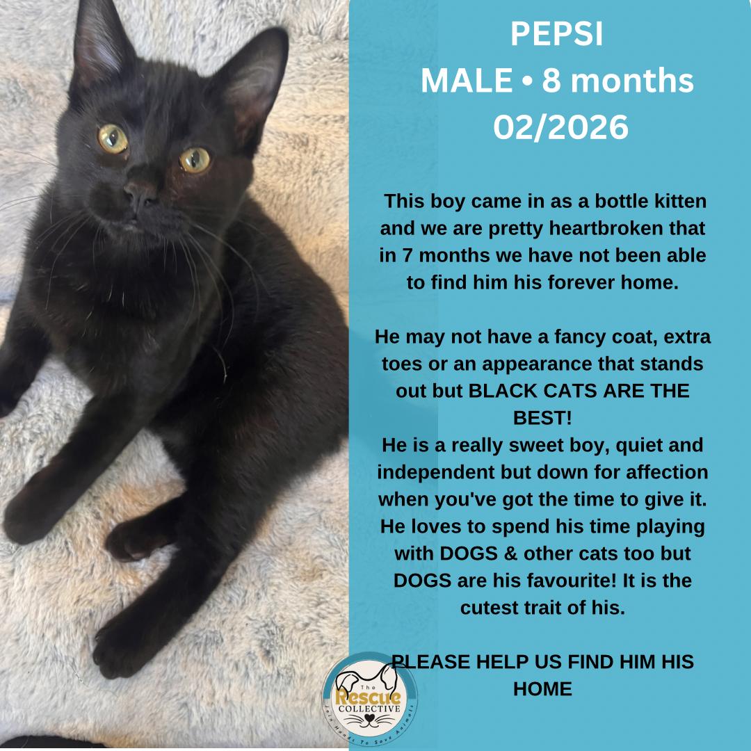 Enlarge Pepsi, a Adoptable Domestic Short Hair in Clive, AB image 1/1