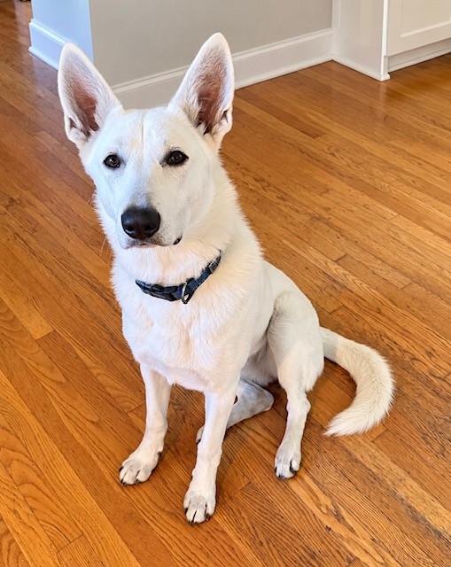 Nova, Adoptable, Young Female German Shepherd Dog.