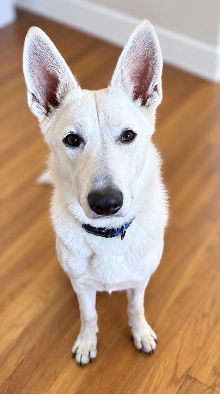 Enlarge Nova, a Adoptable German Shepherd Dog in Seattle, WA image 2/2