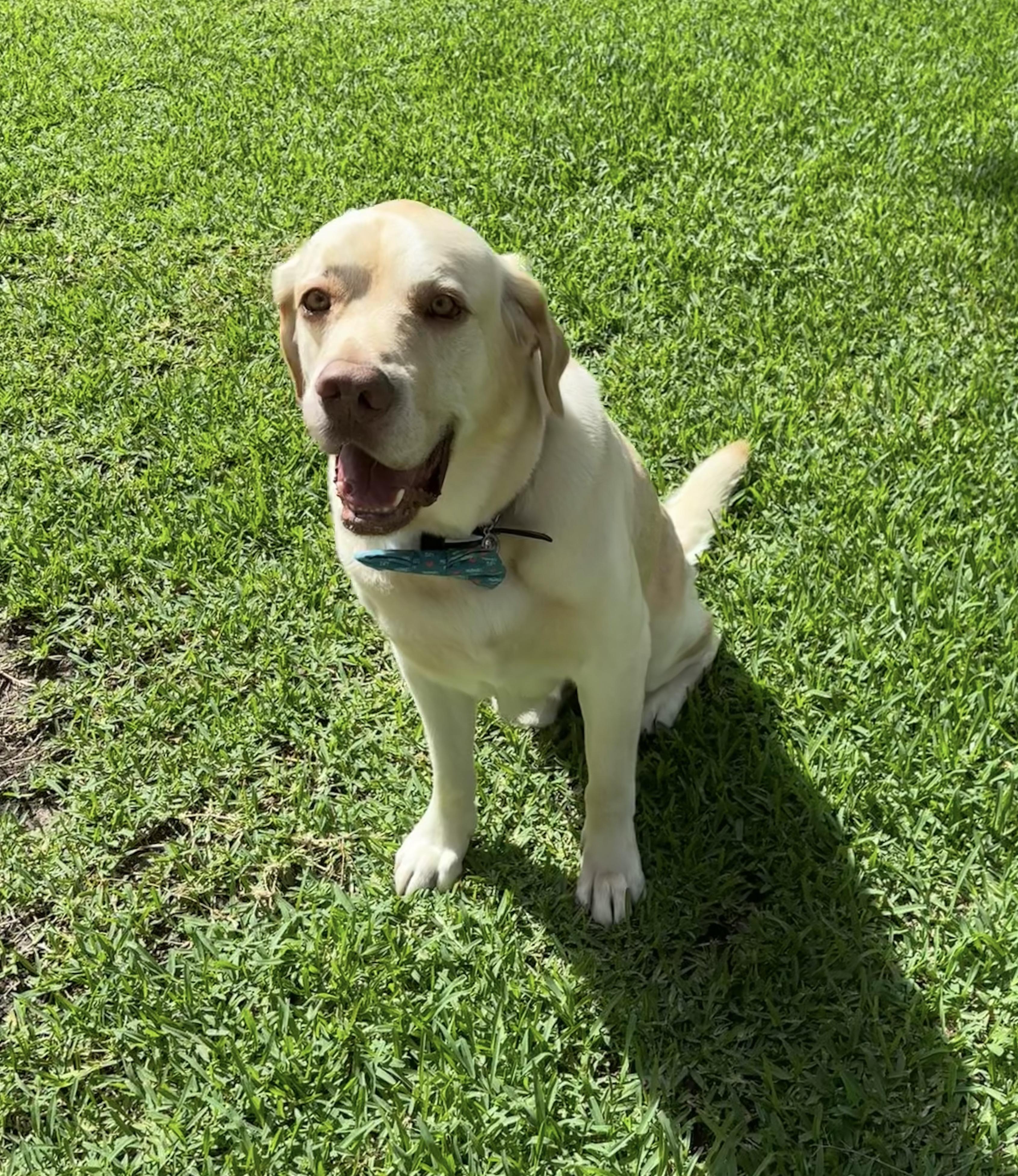 Oakley, a ADOPTABLE Labrador Retriever in Cypress, TX image 4/6