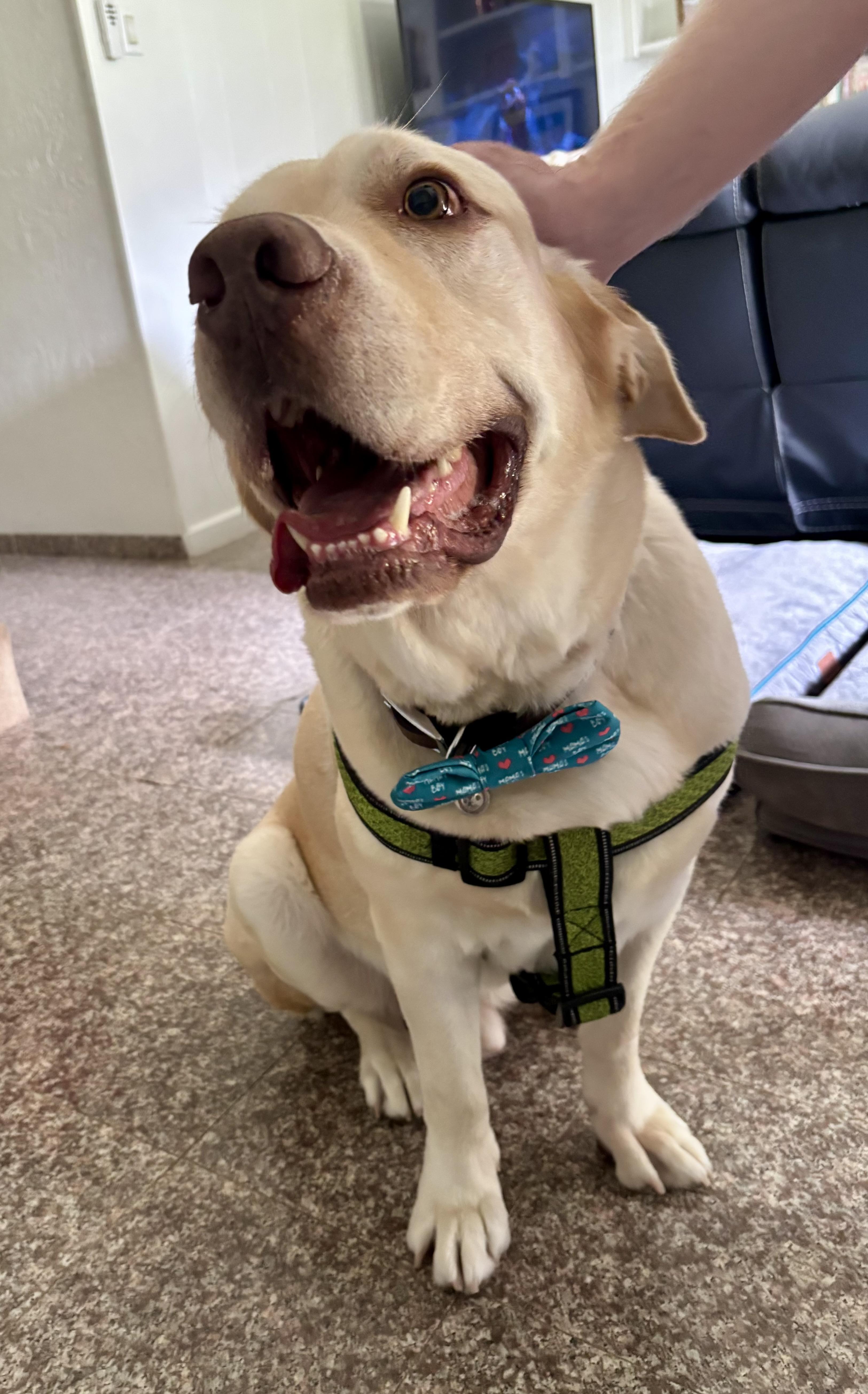 Oakley, a ADOPTABLE Labrador Retriever in Cypress, TX image 6/6