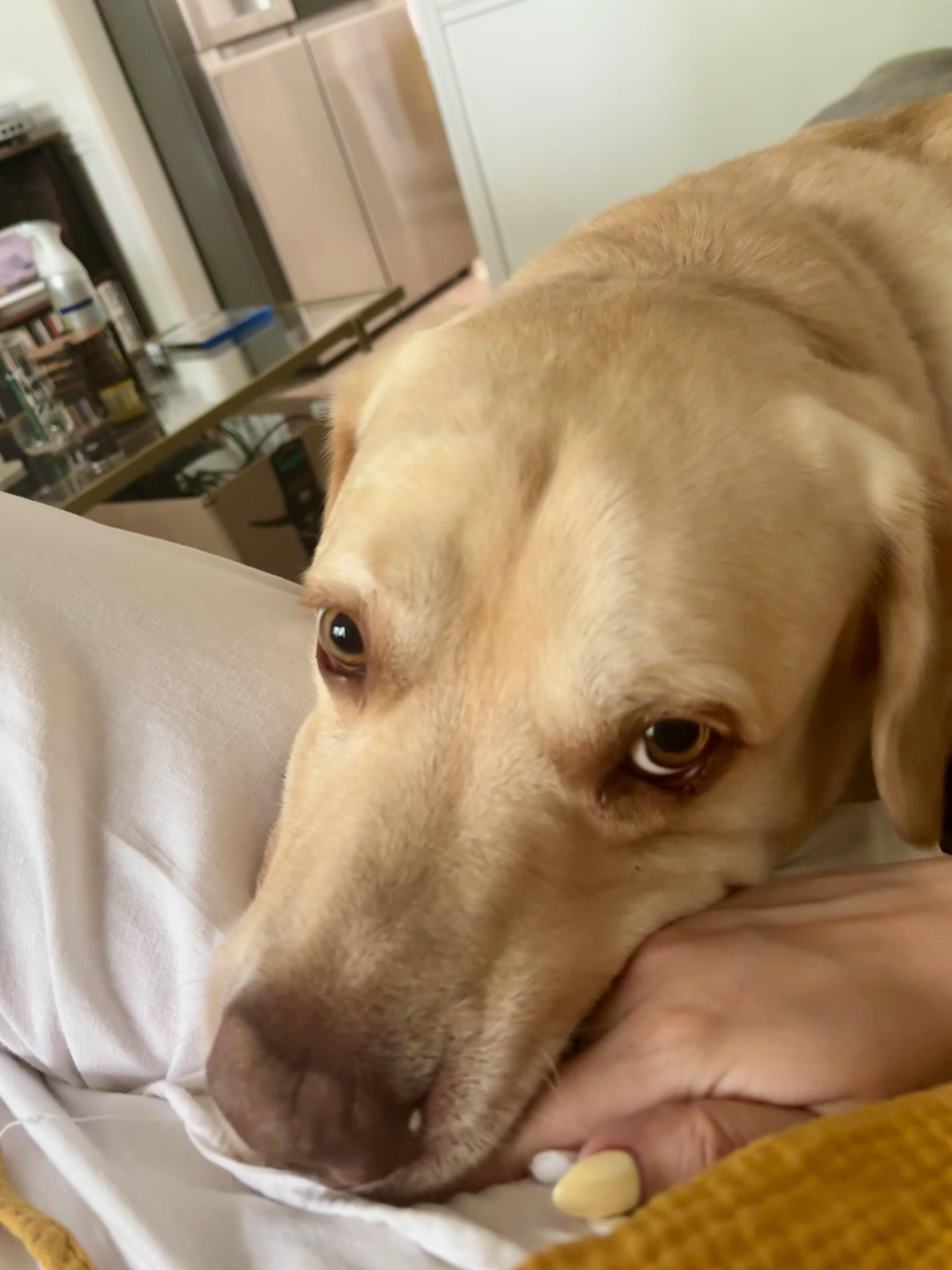 Oakley, a ADOPTABLE Labrador Retriever in Cypress, TX image 5/6