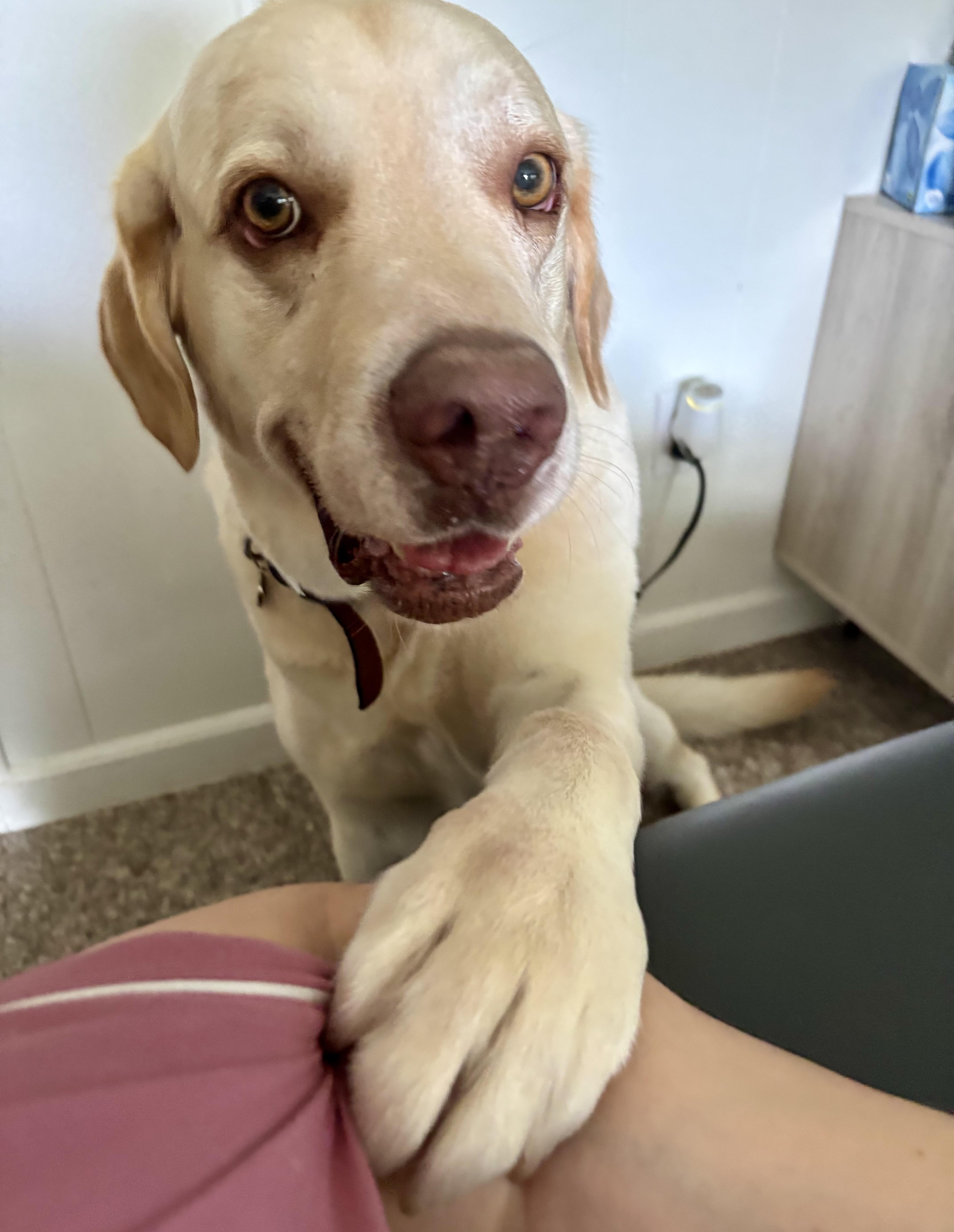Oakley, ADOPTABLE, Adult Male Labrador Retriever.