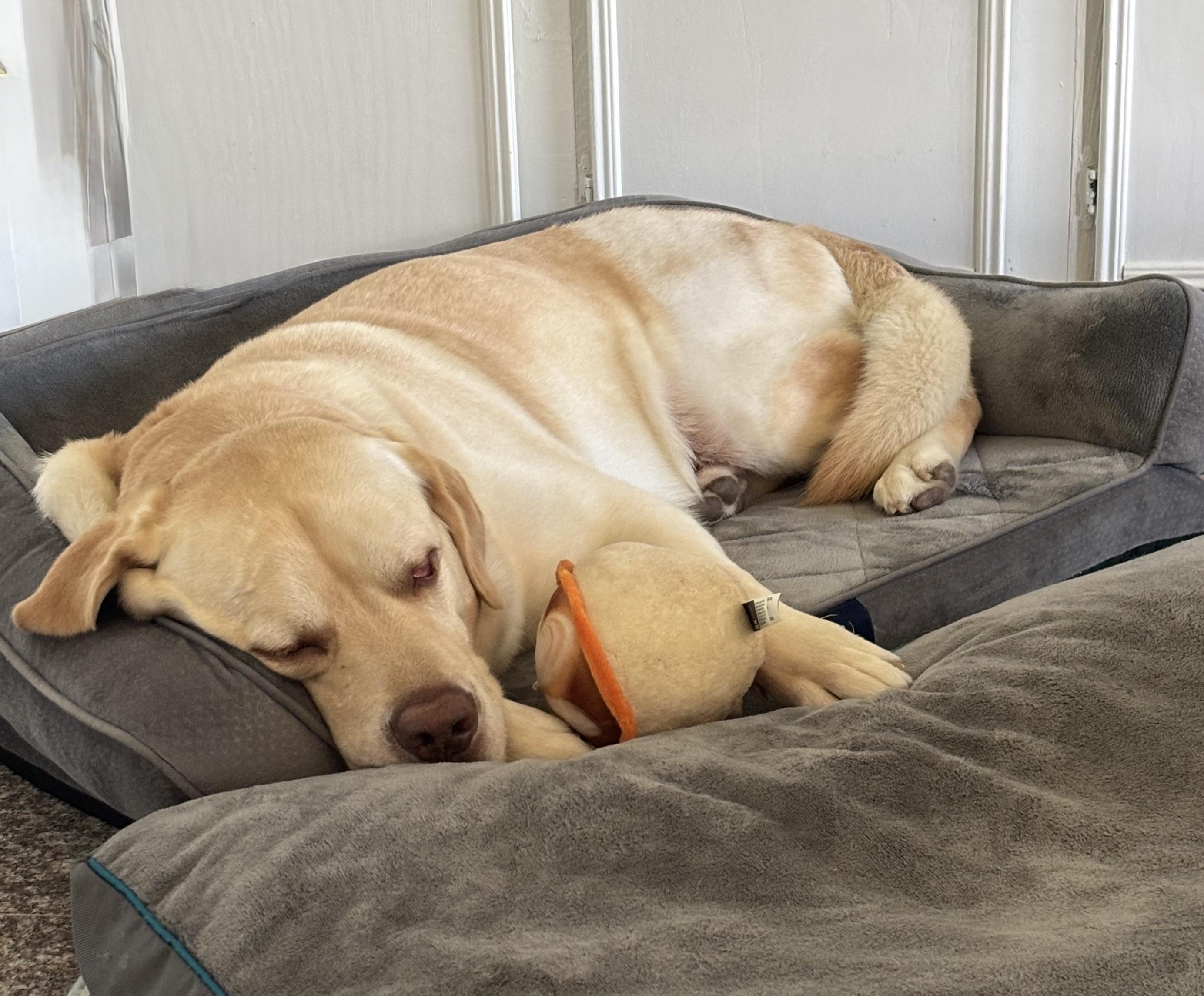 Oakley, a ADOPTABLE Labrador Retriever in Cypress, TX image 2/6