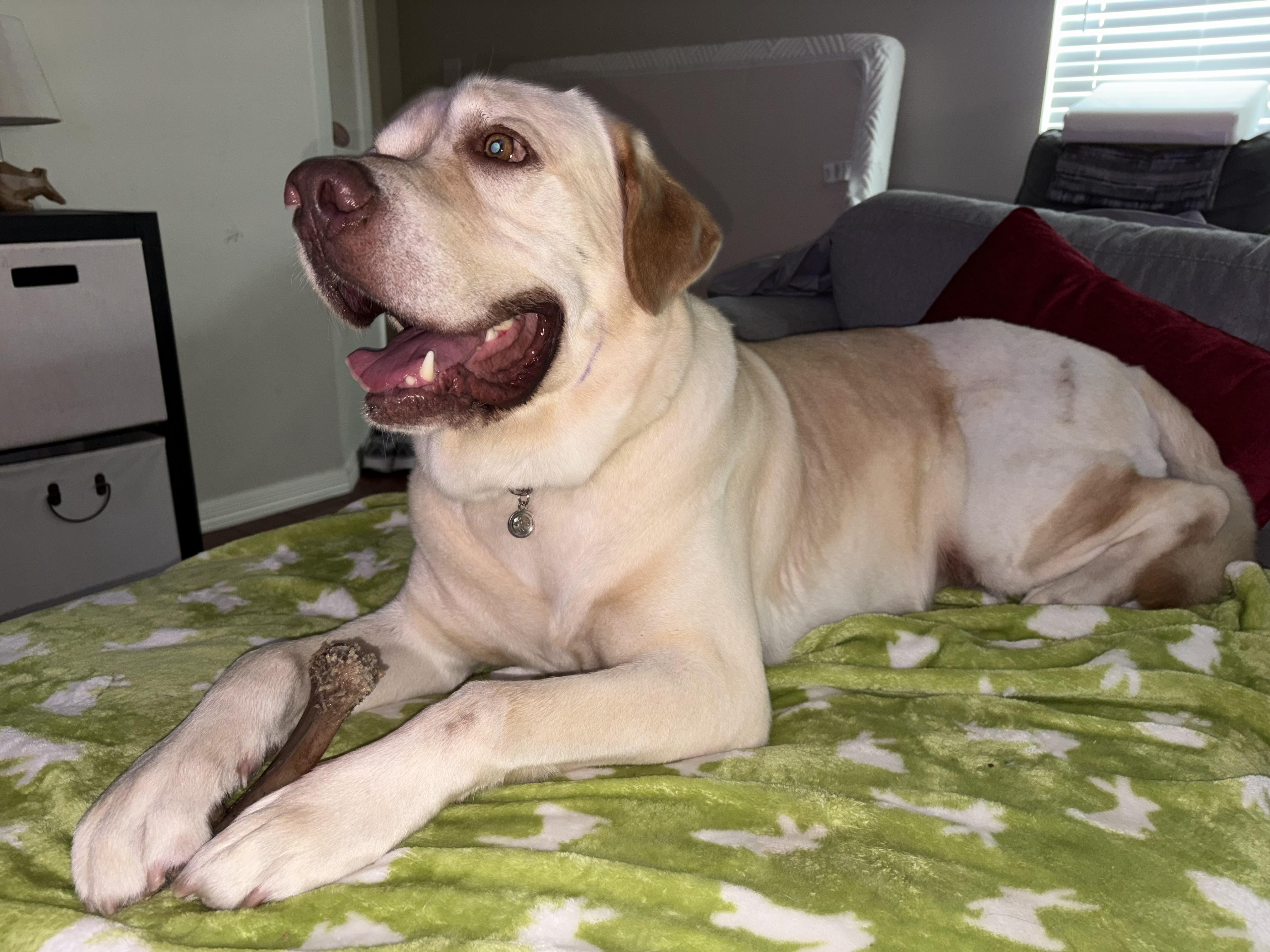 Oakley, a ADOPTABLE Labrador Retriever in Cypress, TX image 3/6