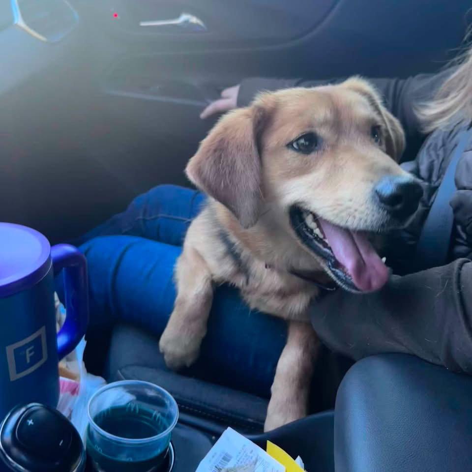 Buddy: Not at shelter (with his family), Adoptable, Adult Male Beagle.