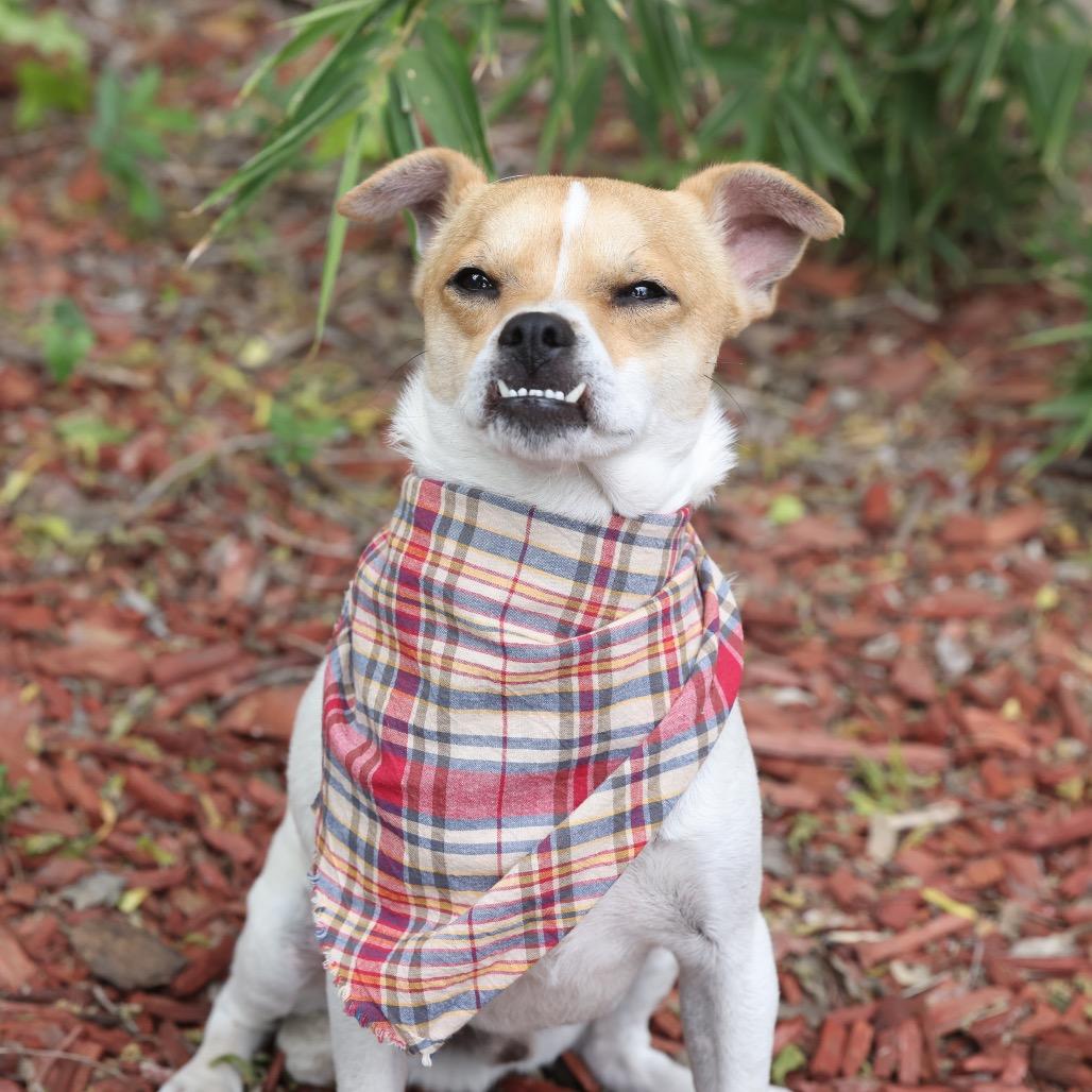 Ralph, Adoptable, Young Male Chihuahua & Jack Russell Terrier.