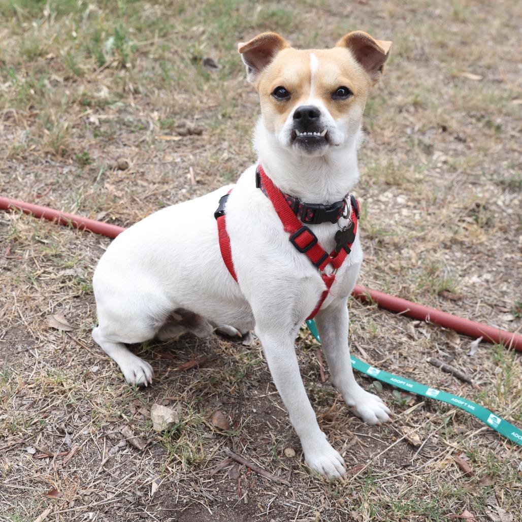 Enlarge Ralph, a Adoptable mixed breed in San Antonio, TX image 2/6