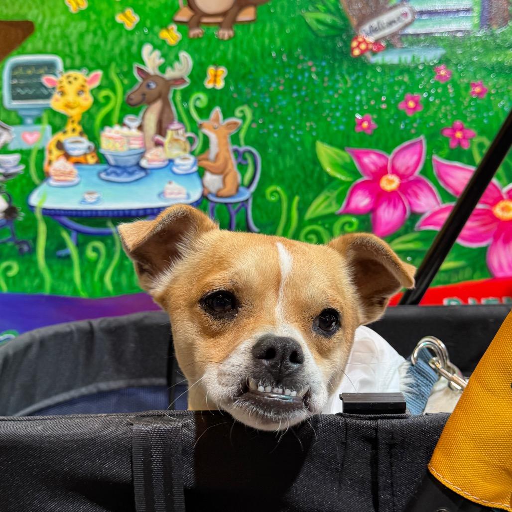 Ralph, a Adoptable mixed breed in San Antonio, TX image 3/6