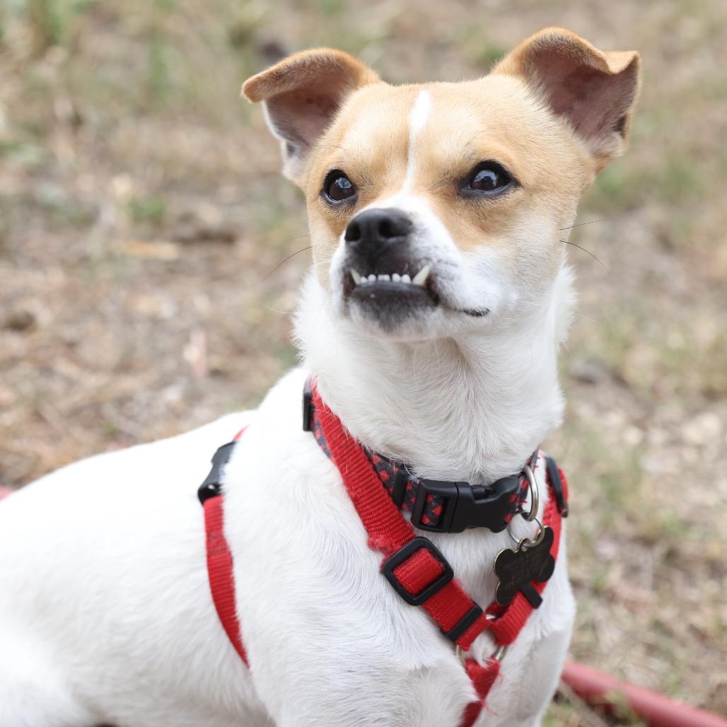 Enlarge Ralph, a Adoptable mixed breed in San Antonio, TX image 3/6