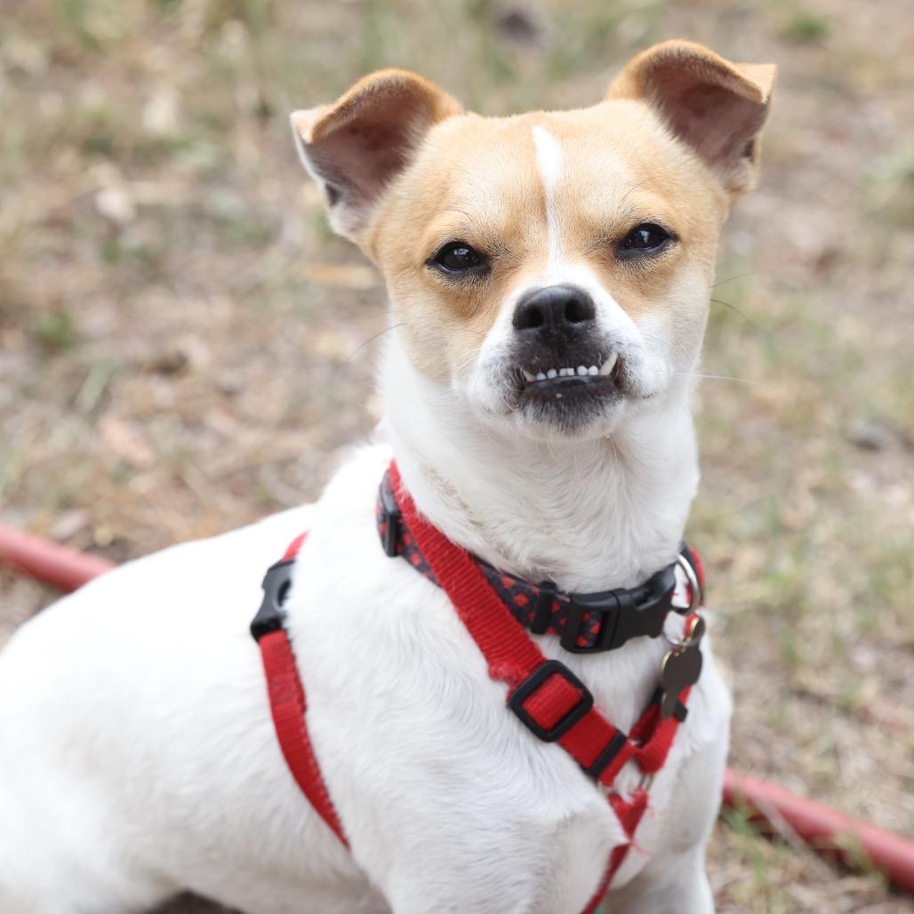 Enlarge Ralph, a Adoptable mixed breed in San Antonio, TX image 4/6