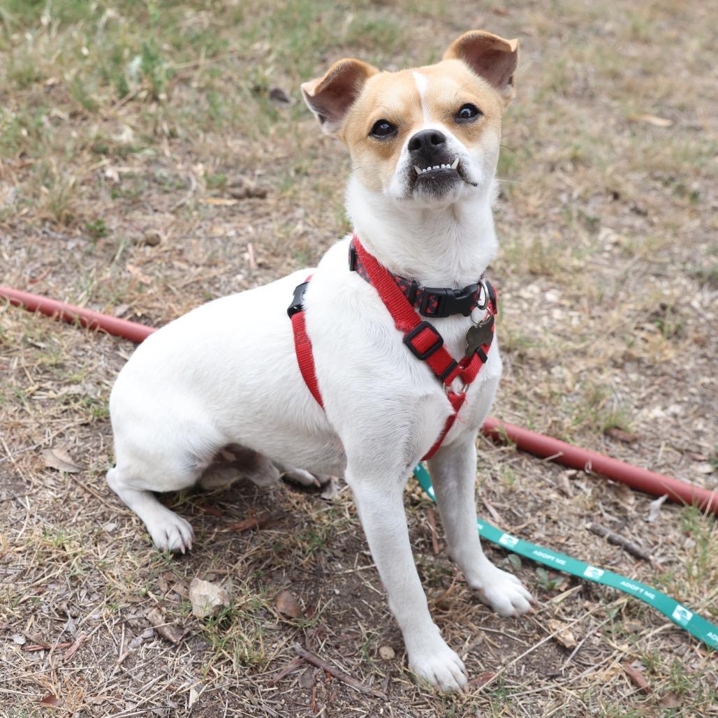 Enlarge Ralph, a Adoptable mixed breed in San Antonio, TX image 5/6