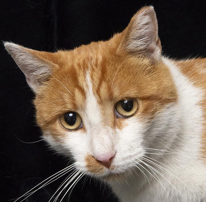 Tommy, ADOPTABLE, Adult Male Domestic Short Hair.
