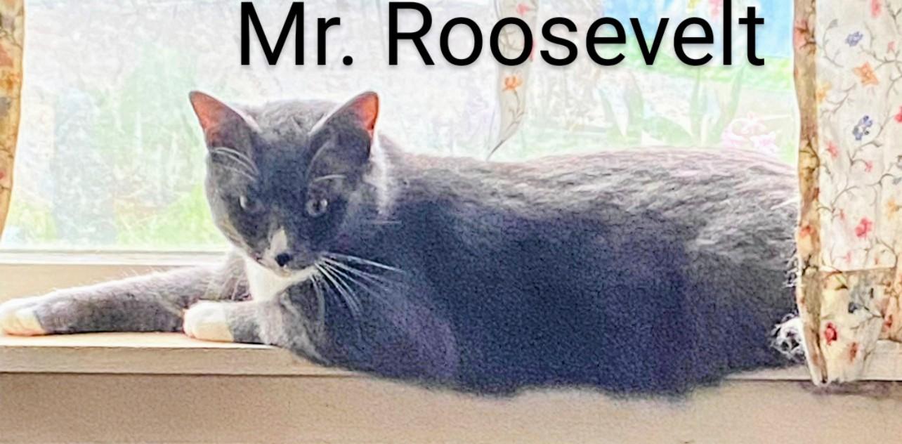 Mr. Roosevelt, a Adoptable Domestic Short Hair in Binghamton, NY image 4/5