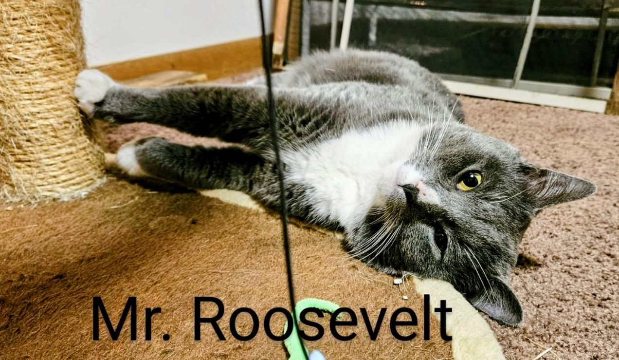 Mr. Roosevelt, a Adoptable Domestic Short Hair in Binghamton, NY image 1/5