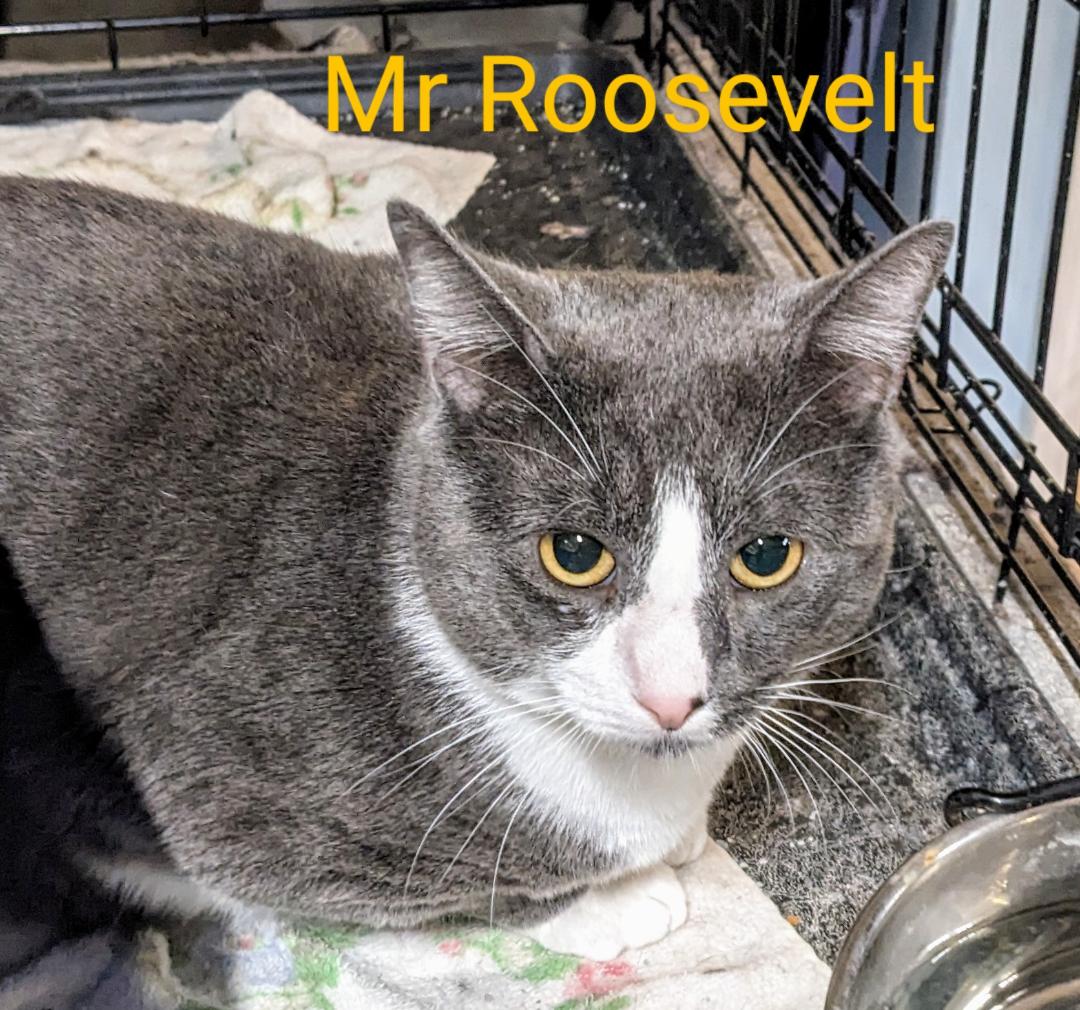 Mr. Roosevelt, a Adoptable Domestic Short Hair in Binghamton, NY image 2/5