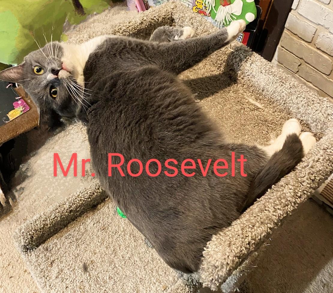 Mr. Roosevelt