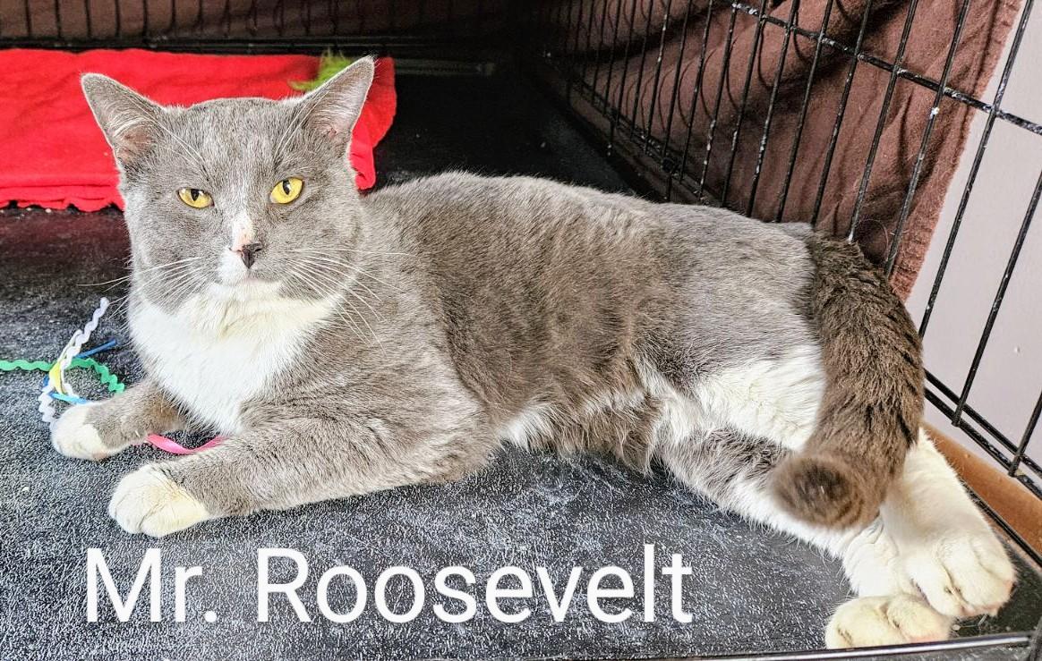 Mr. Roosevelt