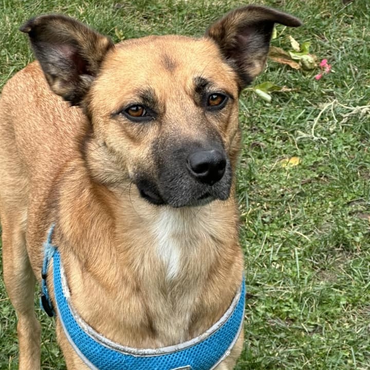 Beverly, Adoptable, Adult Female Shepherd.