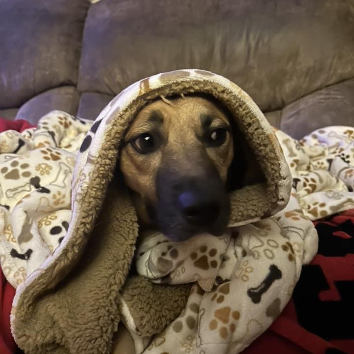 Enlarge Beverly, a Adoptable mixed breed in Watertown, WI image 5/6