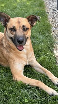 Enlarge Beverly, a Adoptable mixed breed in Watertown, WI image 3/6