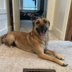 Enlarge Beverly, a Adoptable mixed breed in Watertown, WI image 6/6