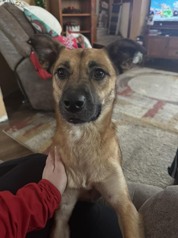 Enlarge Beverly, a Adoptable mixed breed in Watertown, WI image 4/6