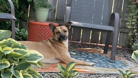 Enlarge Beverly, a Adoptable mixed breed in Watertown, WI image 2/6