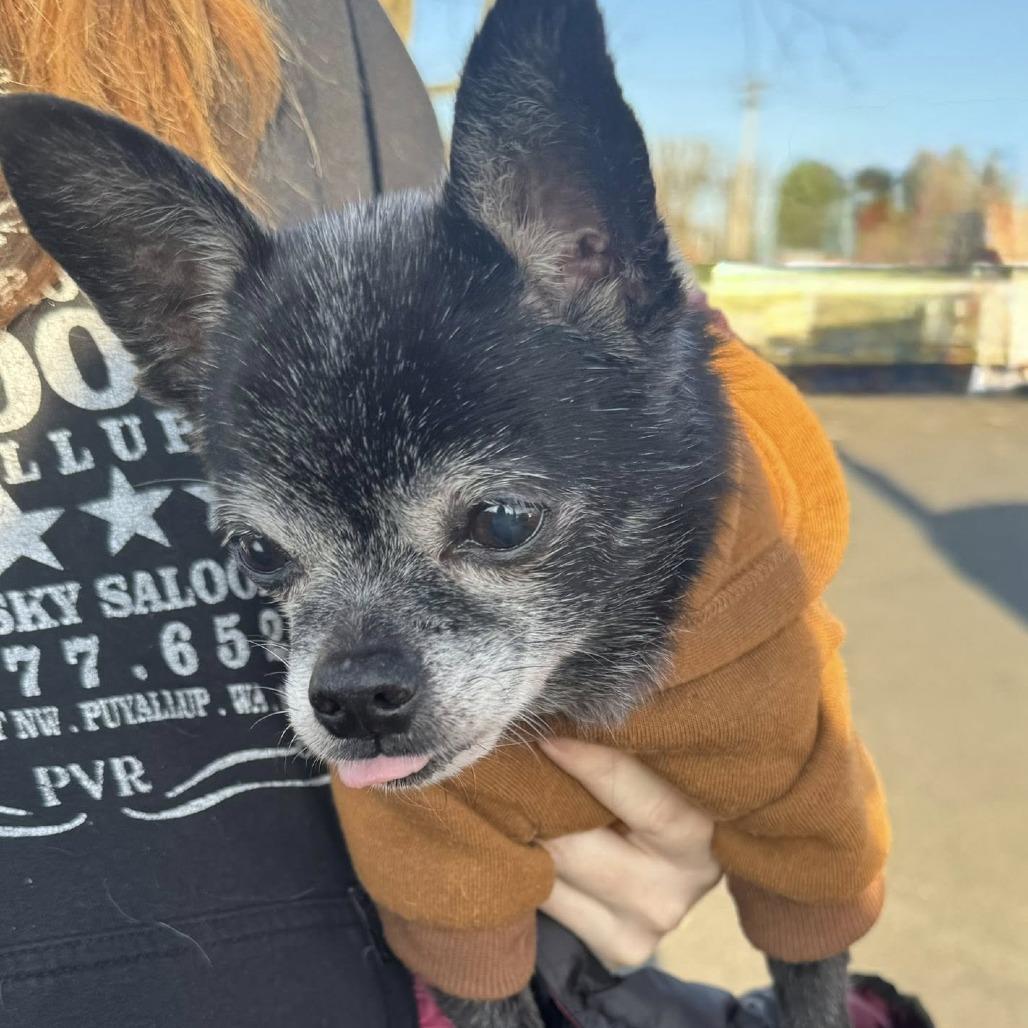 CIROC, an adopted mixed breed in Graham, WA image 4/5