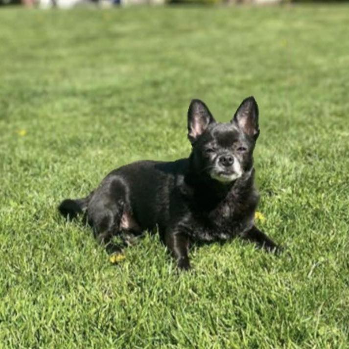 CIROC, an adopted mixed breed in Graham, WA image 3/5