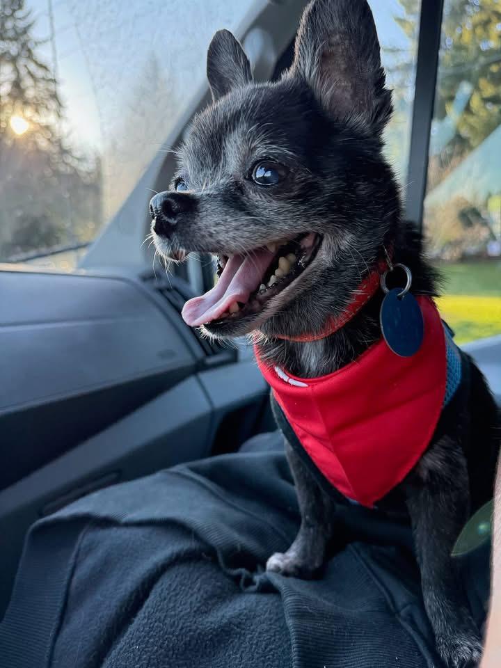 CIROC, an adopted mixed breed in Graham, WA image 1/5