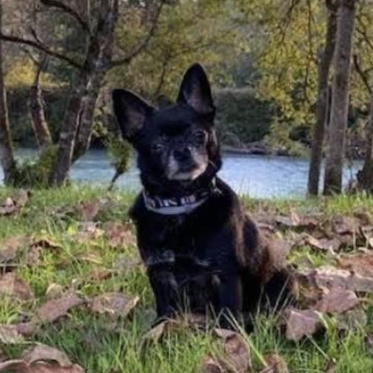 CIROC, an adopted mixed breed in Graham, WA image 2/5