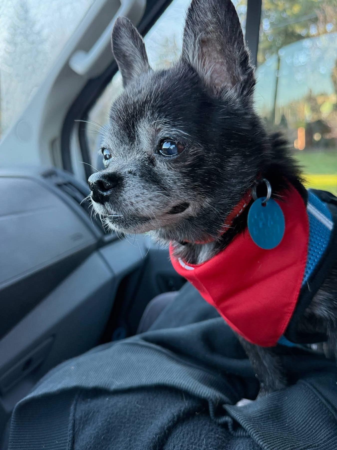 CIROC, an adopted mixed breed in Graham, WA image 5/5