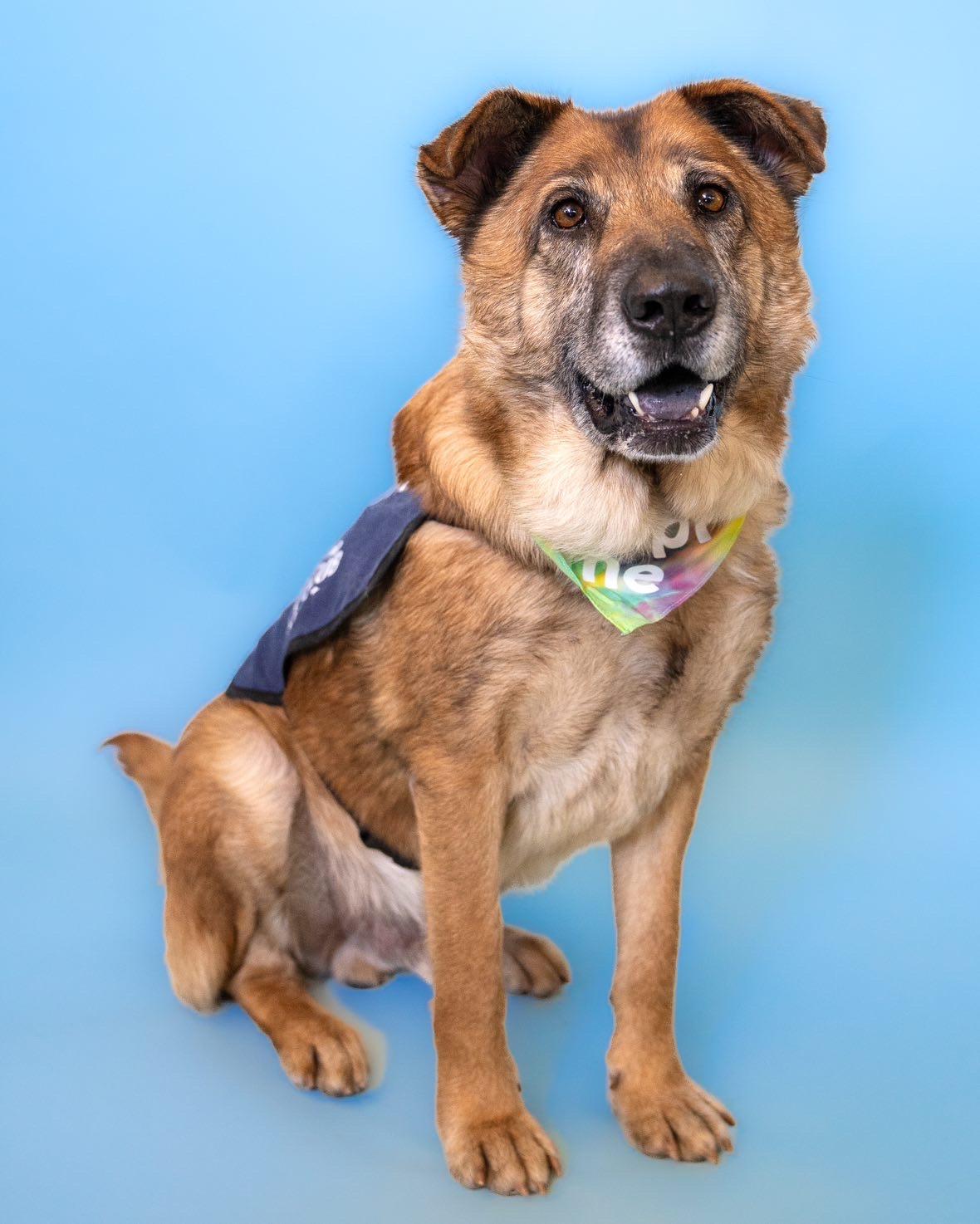 Enlarge Charles, a Adoptable mixed breed in sherman oaks, CA image 3/6