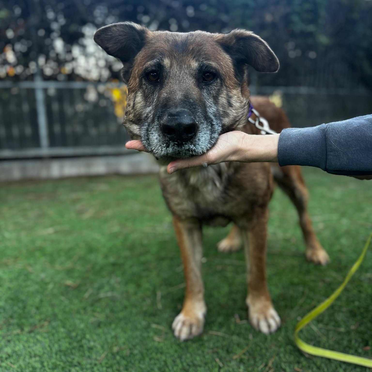 Enlarge Charles, a Adoptable mixed breed in sherman oaks, CA image 6/6