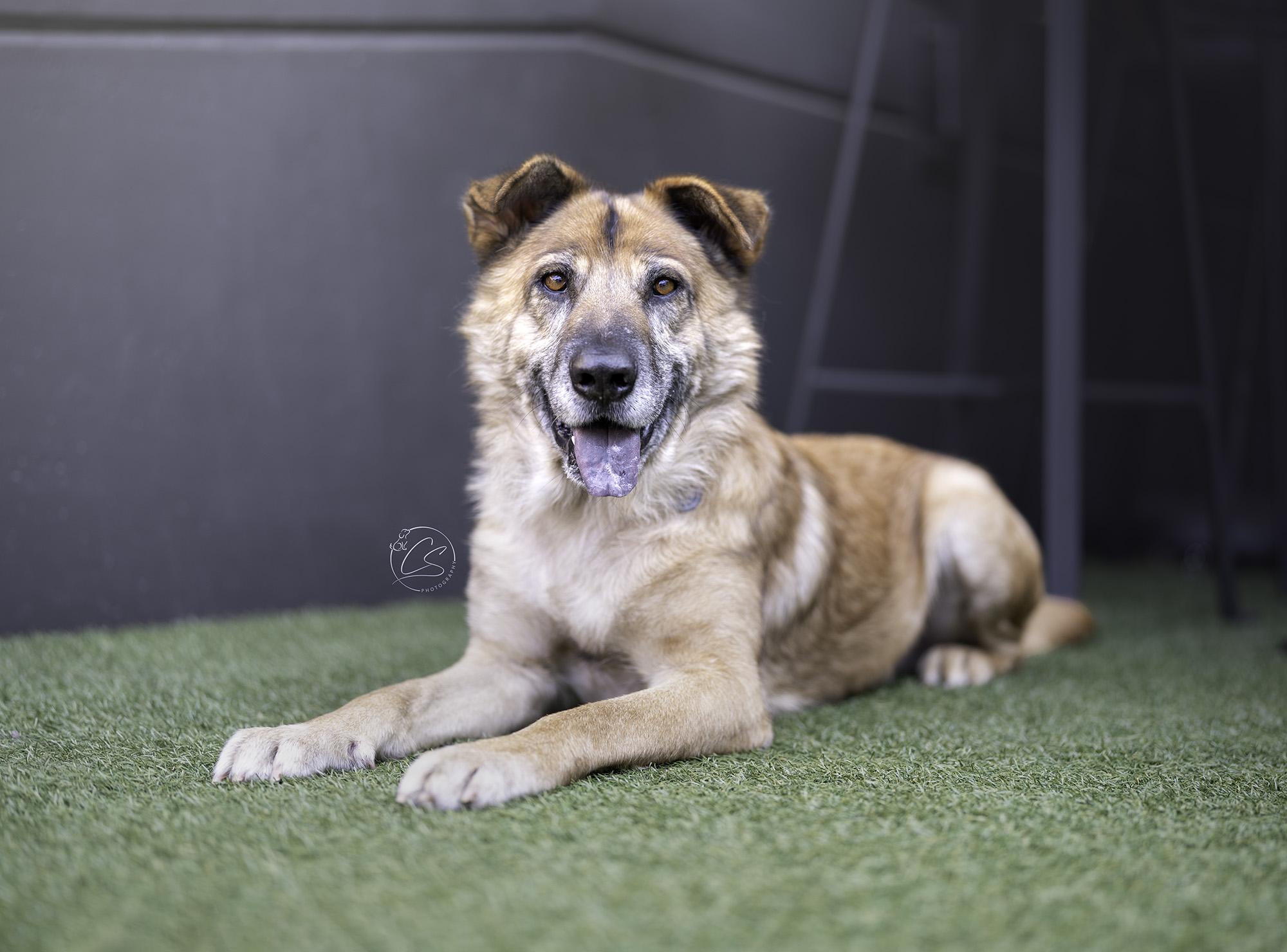 Enlarge Charles, a Adoptable mixed breed in sherman oaks, CA image 1/6