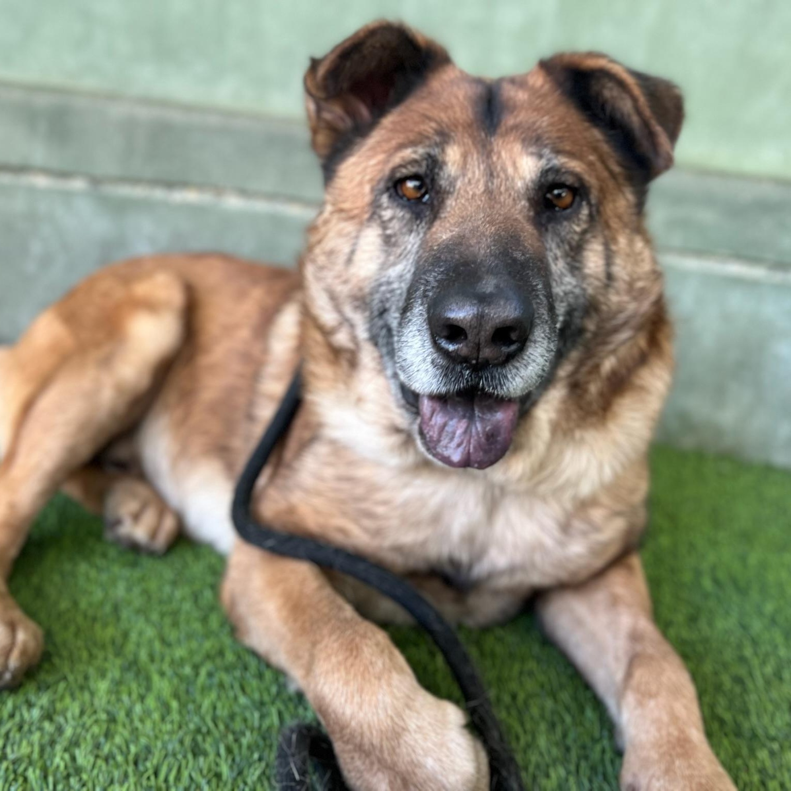 Enlarge Charles, a Adoptable mixed breed in sherman oaks, CA image 5/6